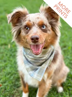 Autumn Plaid Bandana