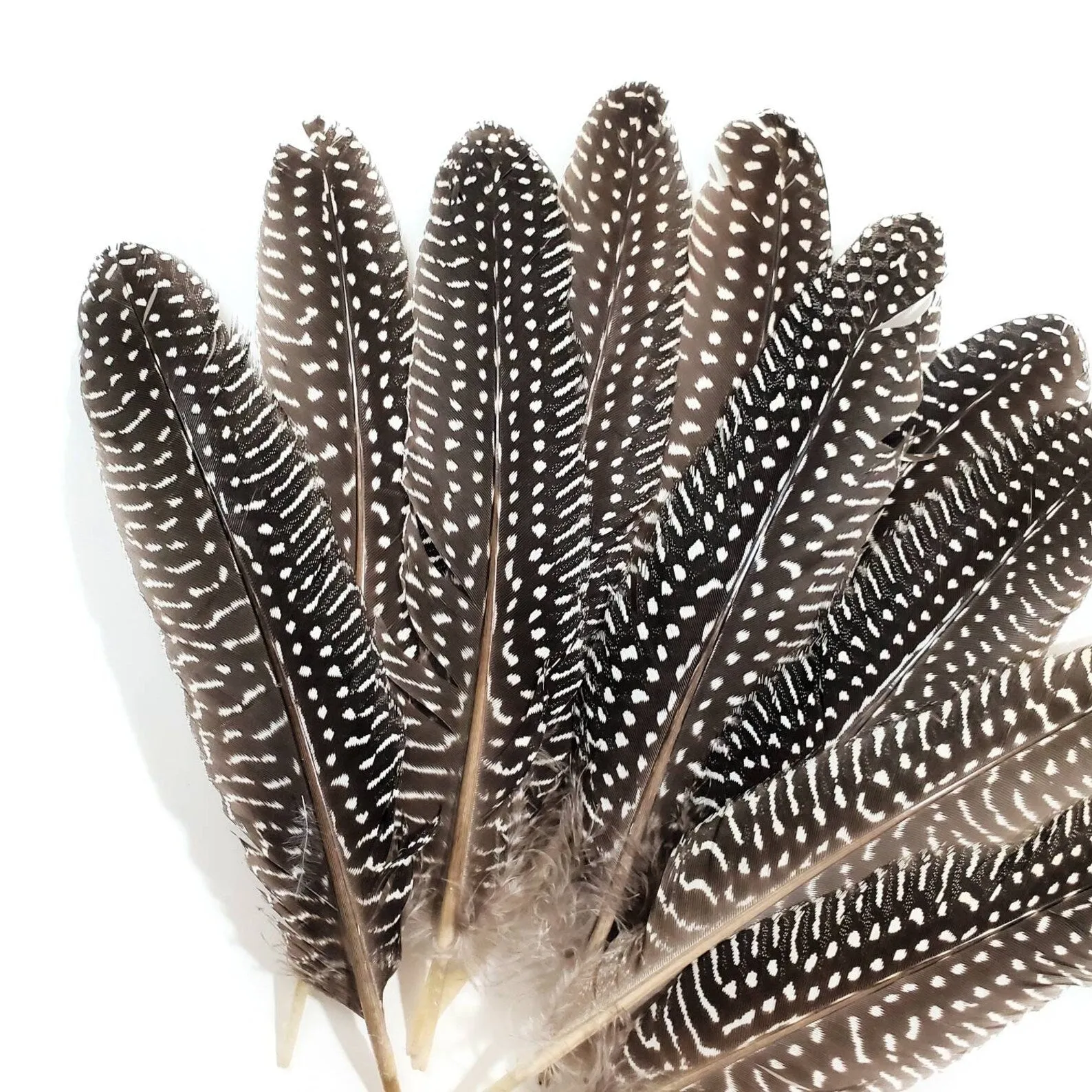 Feather 3